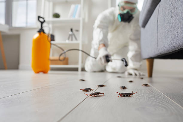 Post-Treatment Bed Bug Interceptor Monitoring in Seabrook